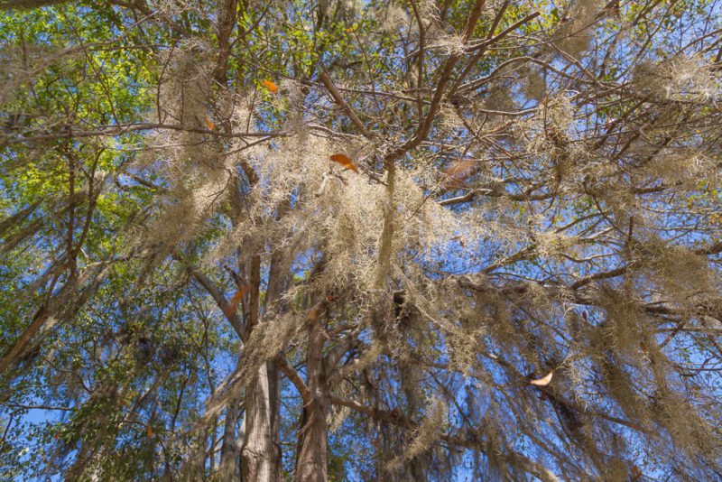 161020e-spanish-moss-and-falling-leaves_1