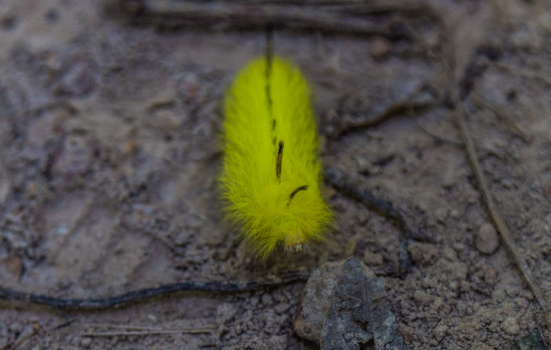 170906x Caterpillar at Oak Mountain IMG_9982 s