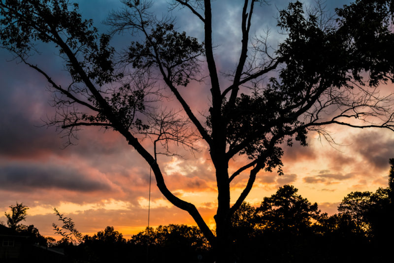 171102-Tree-Swing-Sunset