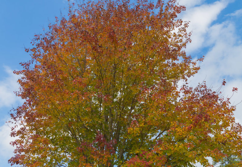 171103c November Leaves IMG_5601