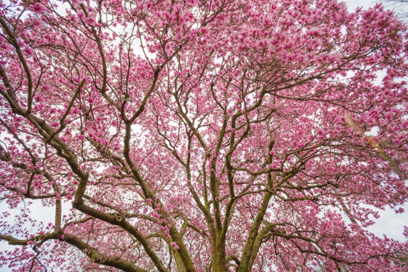 180225-The-Perfect-Magnolia-Tree-IMG_4563 s