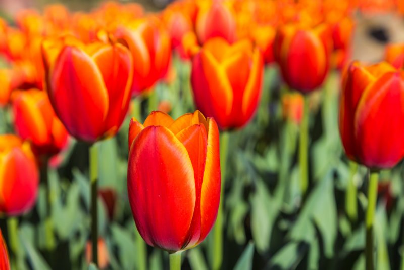 180306 Tulips at Botanical Gardens IMG_5505 s