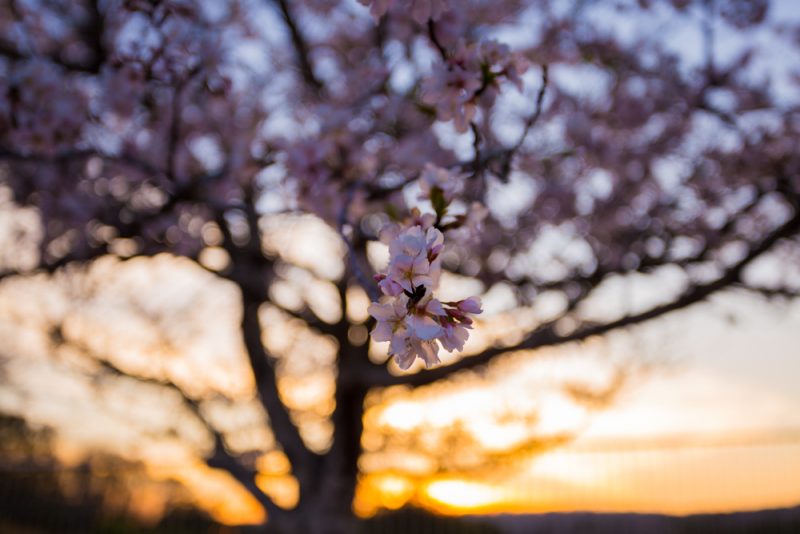 180315 Flowering Trees watching the sunset IMG_6600 s