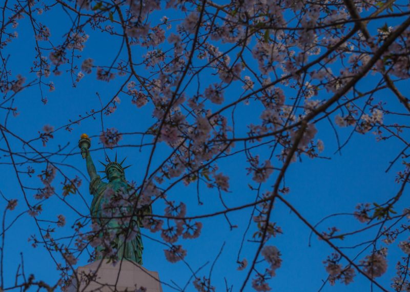 180315 Lady Liberty in Cherry Blossoms IMG_6647 s