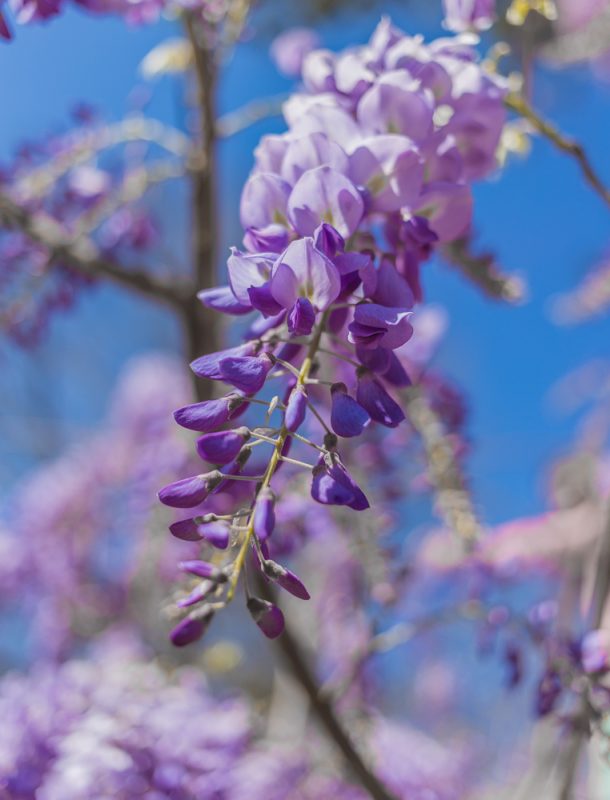 180322 Wisteria and Blue Skies IMG_7677 S
