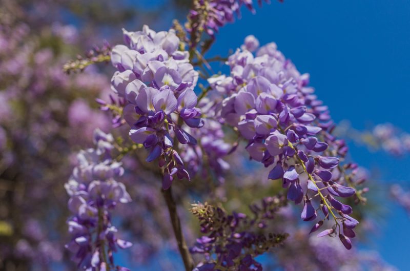 180322 Wisteria and Blue Skies IMG_7732 S