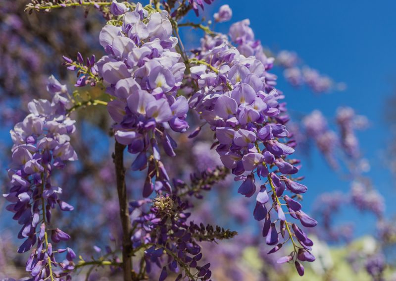 180322 Wisteria and Blue Skies IMG_7742 S