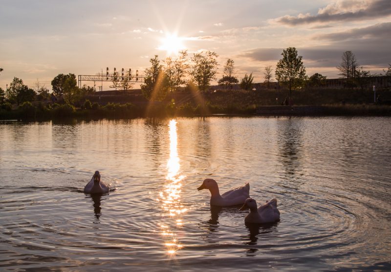 180423 Diva Ducks at Railroad Park IMG_1497 S