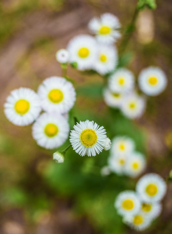 180505 Happy Daisies at Red Mountain Park IMG_7644