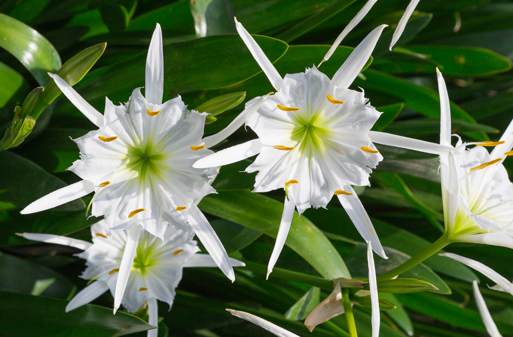 5/24/18 The Magic of Cahaba Lilies (Click for many more) Picture