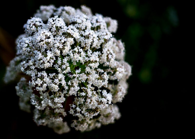 180628 Queen Anne's Lace IMG_7954 small