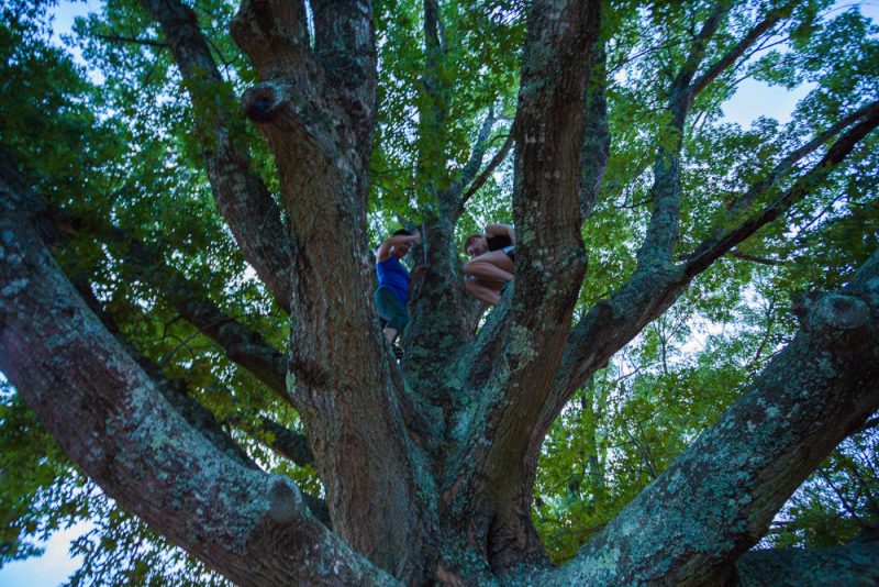 180712 Climbing the Tree over Callaway IMG_9638 s