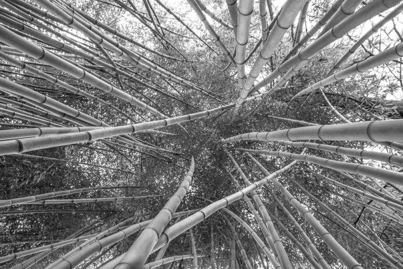 181023 Bamboo Looking Up Botanical IMG_8062 S