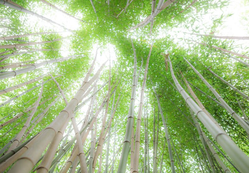 181023 Bamboo Looking Up Botanical IMG_8084 S