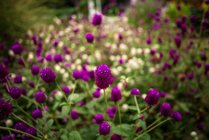 181023 Purple stage Botanical IMG_7984 S