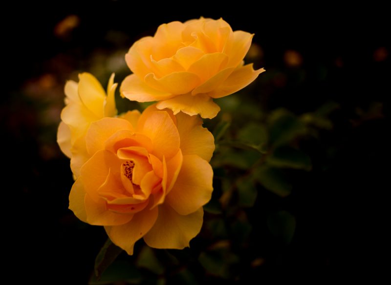 181023 Roses of Botanical IMG_8036 S
