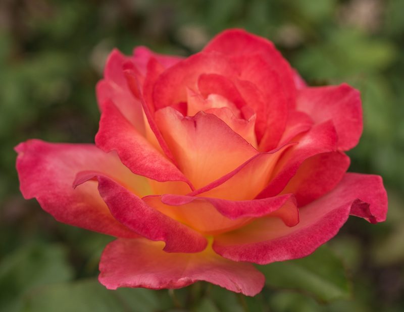 181023 roses botanical IMG_7843 S