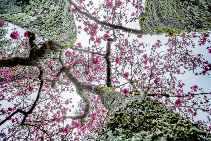 190223 Japanese Magnolia Blooms IMG_7670 s