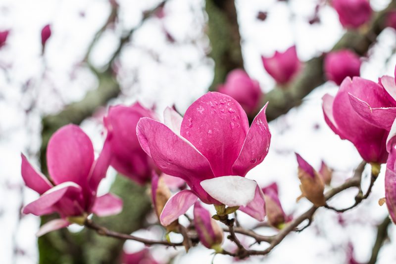 190223 Japanese Magnolia Tulip IMG_7598 s