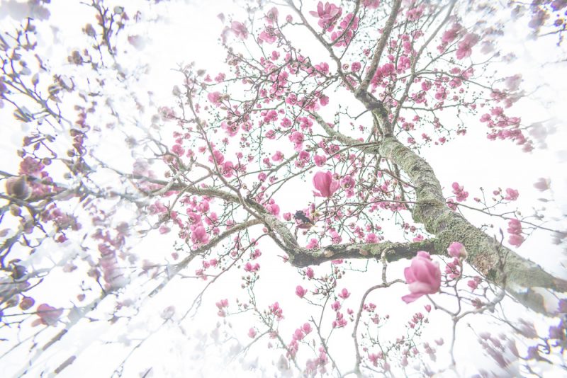 190223 japanese magnolia prism IMG_7758 s
