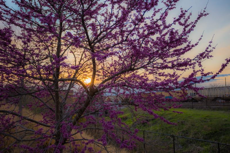 190312 Railroad Park Red Bud Trees and Sunset IMG_0685-H s