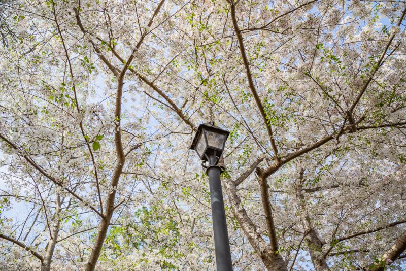 190318 japanese pear tree and lamp post IMG_1338 s