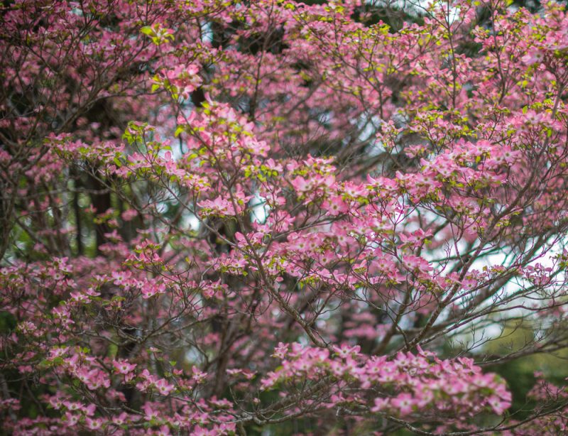 190405 star lake pink dogwood blooms IMG_3270 s