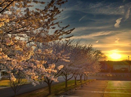 Japanese Cherry Trees Basking in the Warmth of Birmingham