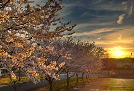 Japanese Cherry Trees Basking in the Warmth of Birmingham