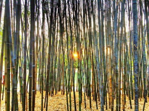Separation By Bamboo