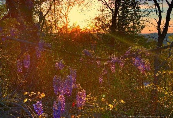 A Wisteria-Covered Sunset