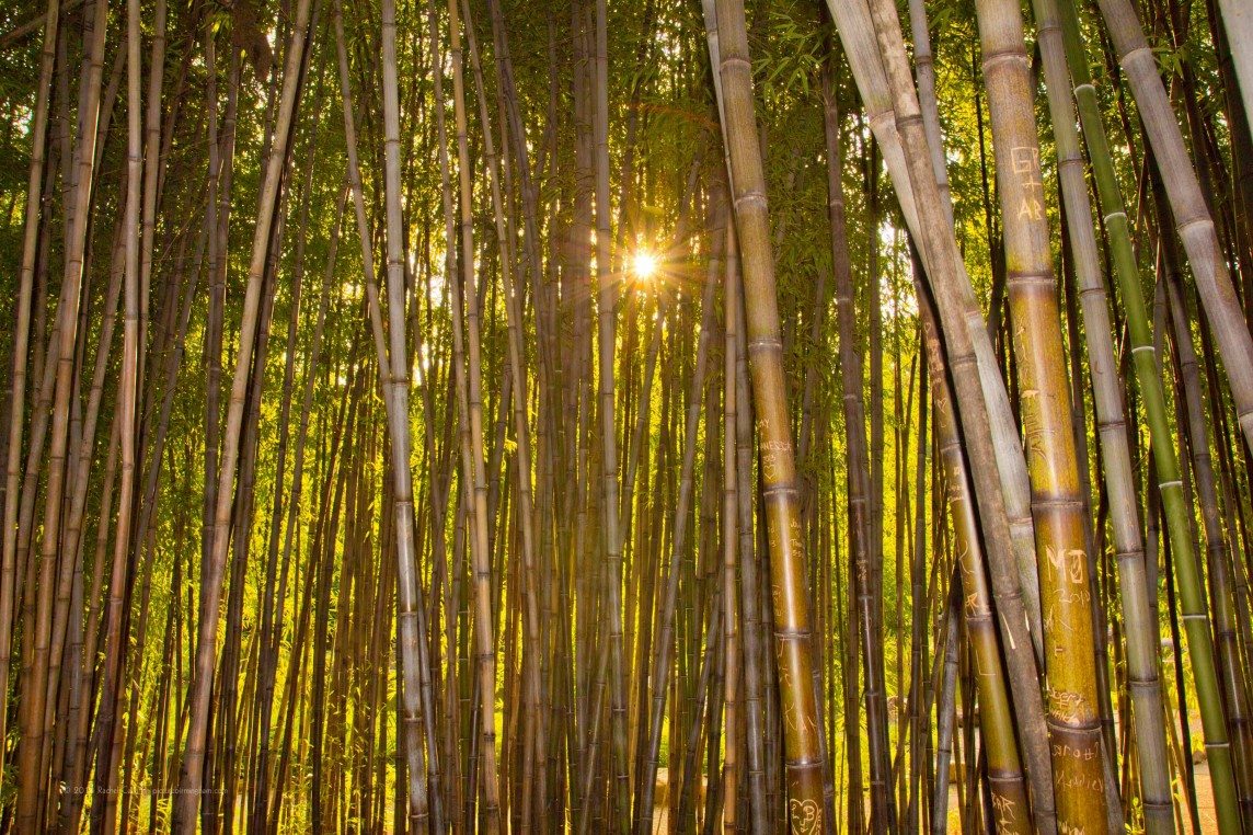 Sunset Through the Bamboo