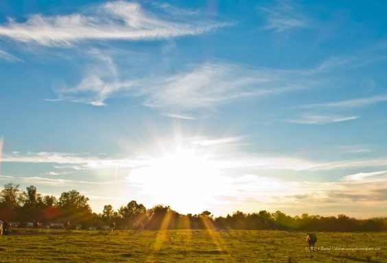 Alabama Longhorns at Sunset