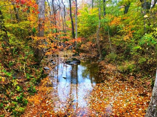 Kelly Creek and her Leaves