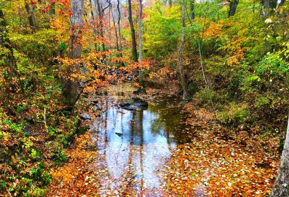 Kelly Creek and her Leaves