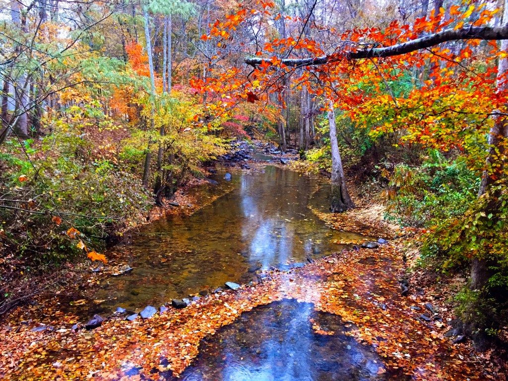 The Colors of Kelly Creek