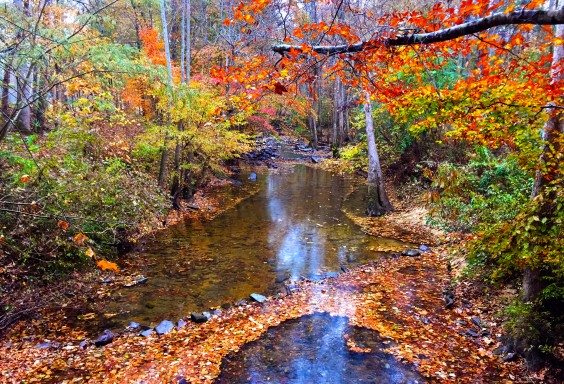 The Colors of Kelly Creek