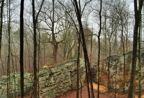 Foggy Woods at Moss Rock Preserve