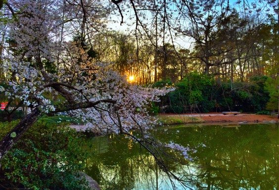 Sunset Through the Blossoms