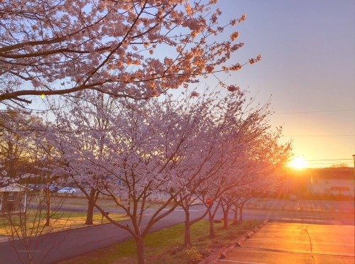 Japanese Cherry Blossoms Aglow