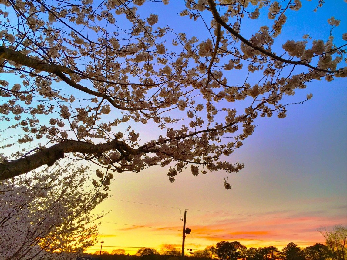 Cherry Blossoms at Dusk