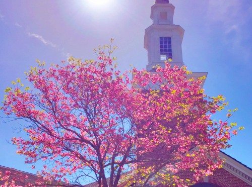 Spring Finds Mountain Brook Baptist