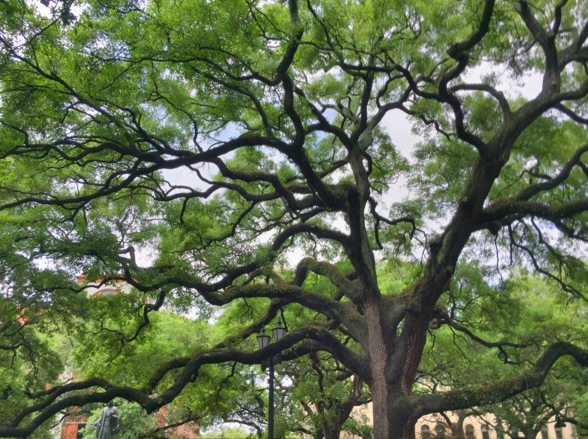 Trees of Savannah