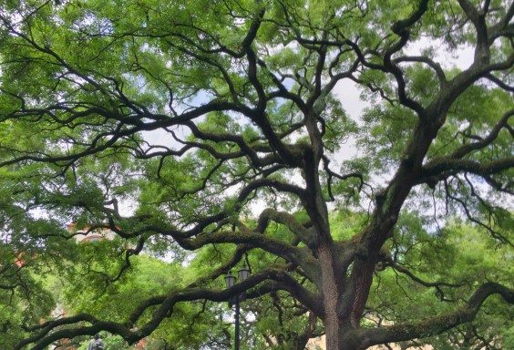 Trees of Savannah