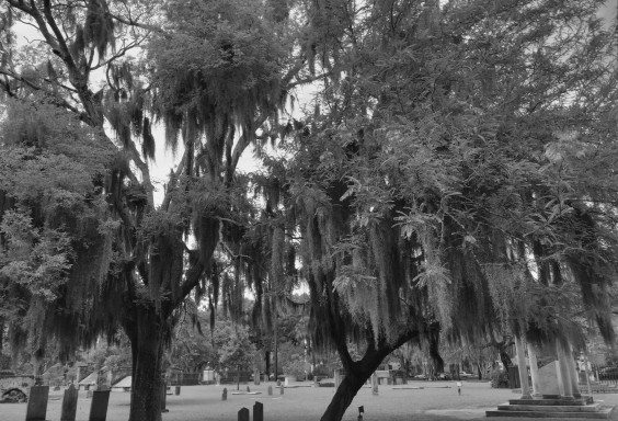 Live Oaks and Dead People