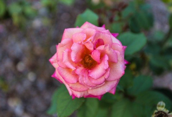 150906b-Rose