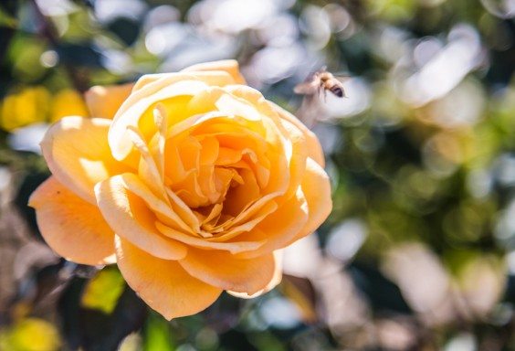 151030e-Bee-and-the-Peach-Rose