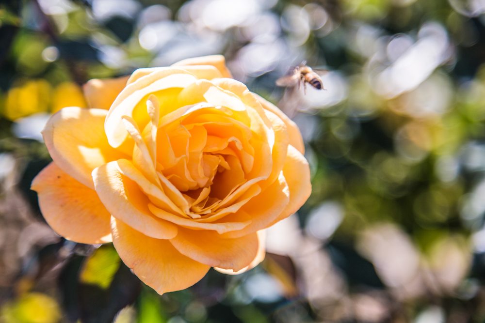 151030e-Bee-and-the-Peach-Rose