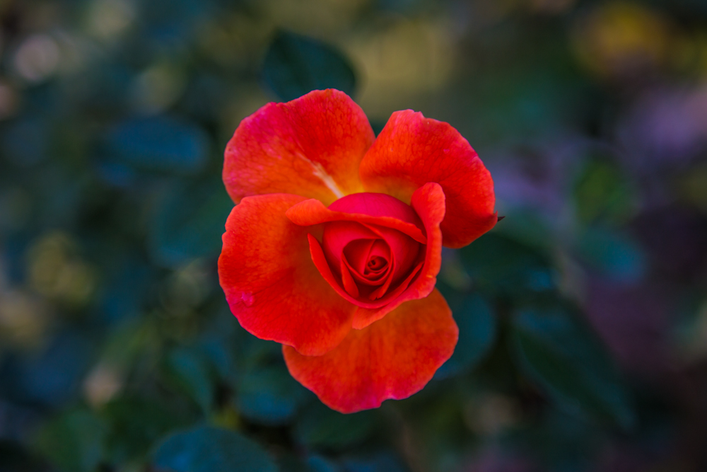 Roses are Red {Birmingham Botanical Gardens} Picture Birmingham