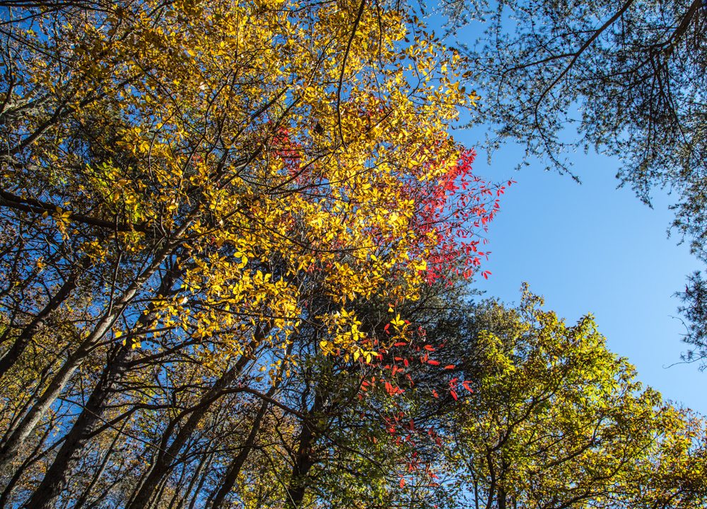 151111g-The-Treetops-at-Cheaha